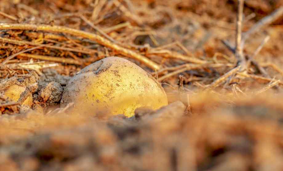 Déterminer le bon moment selon la météo et la température du sol-Servir la Technique à la Maison