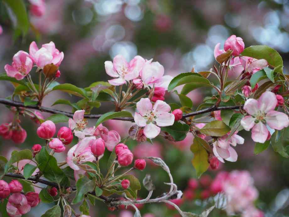 Quid de la taille d'entretien d’un pommier d’ornement de plus de 3 ans ?-Servir la Technique à la Maison