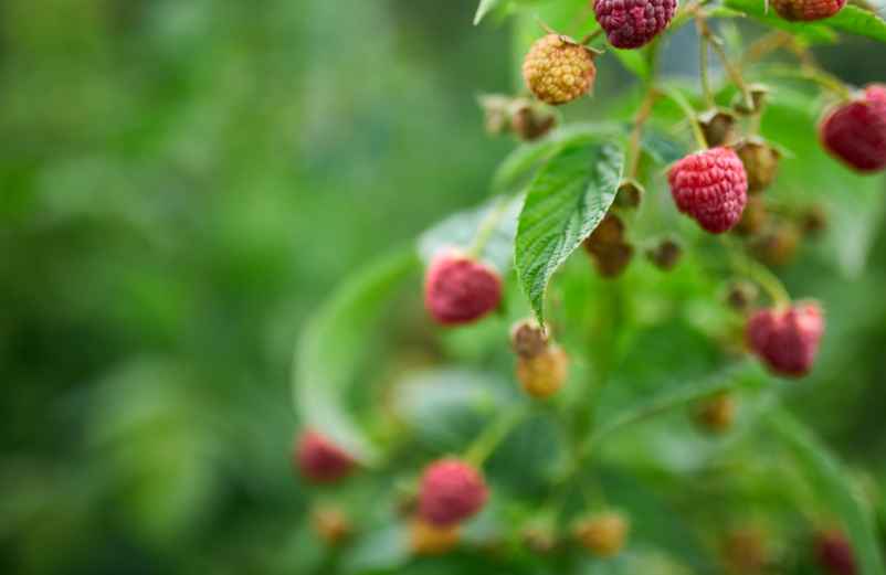 Quand et où planter votre framboisier pour une récolte dès la première année ? Servir-la-Technique-à-la-Maison Quand et où planter votre framboisier pour une récolte dès la première année ? Servir-la-Technique-à-la-Maison