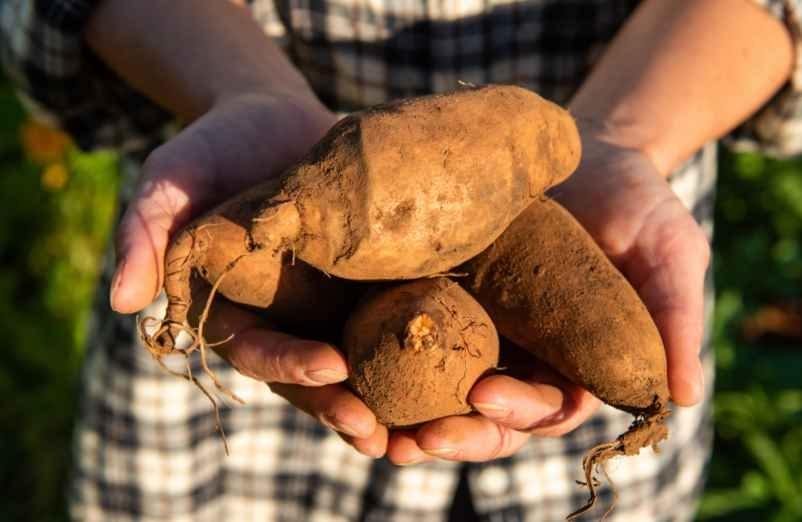 Préparer le matériel et les plants nécessaires pour une bonne mise en place-Servir la Technique à la Maison