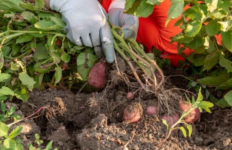Récolter au bon moment et conserver convenablement vos patates douces-Servir la Technique à la Maison