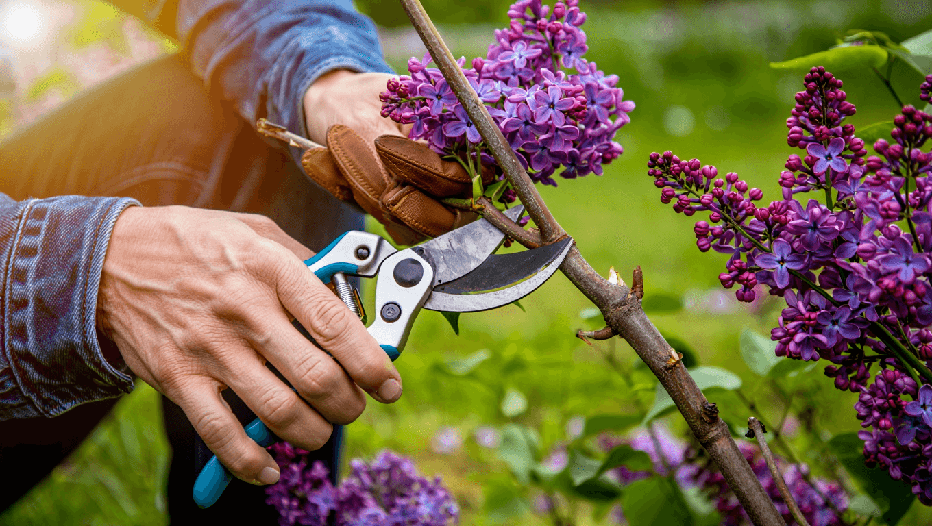 Taille des lilas : quand et comment couper ?