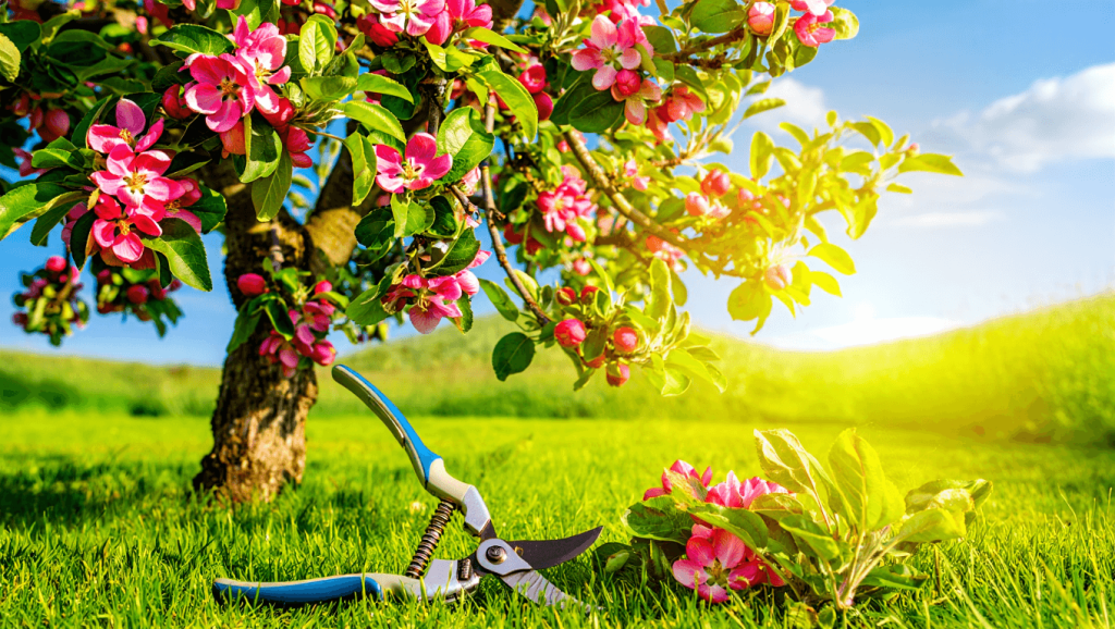 Taille du pommier : quand et comment faire ?