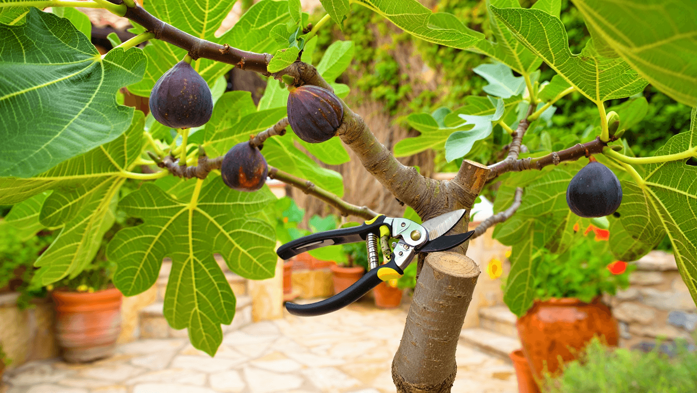 Taille des figuiers : quand et comment ?