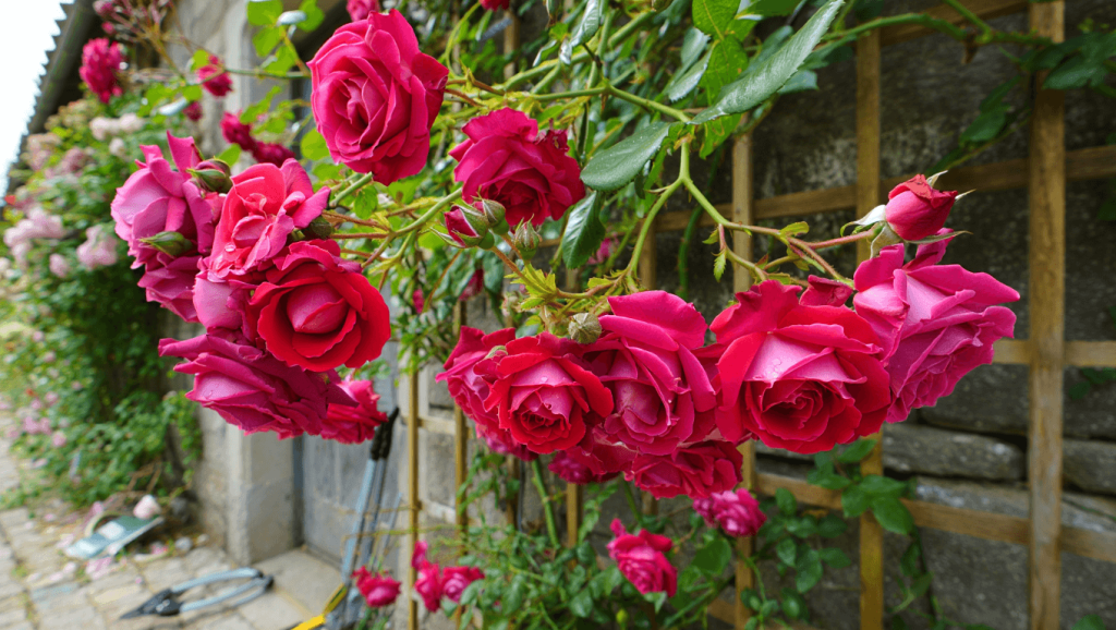 Taille des rosiers grimpants : comment et quand tailler ? (2026)