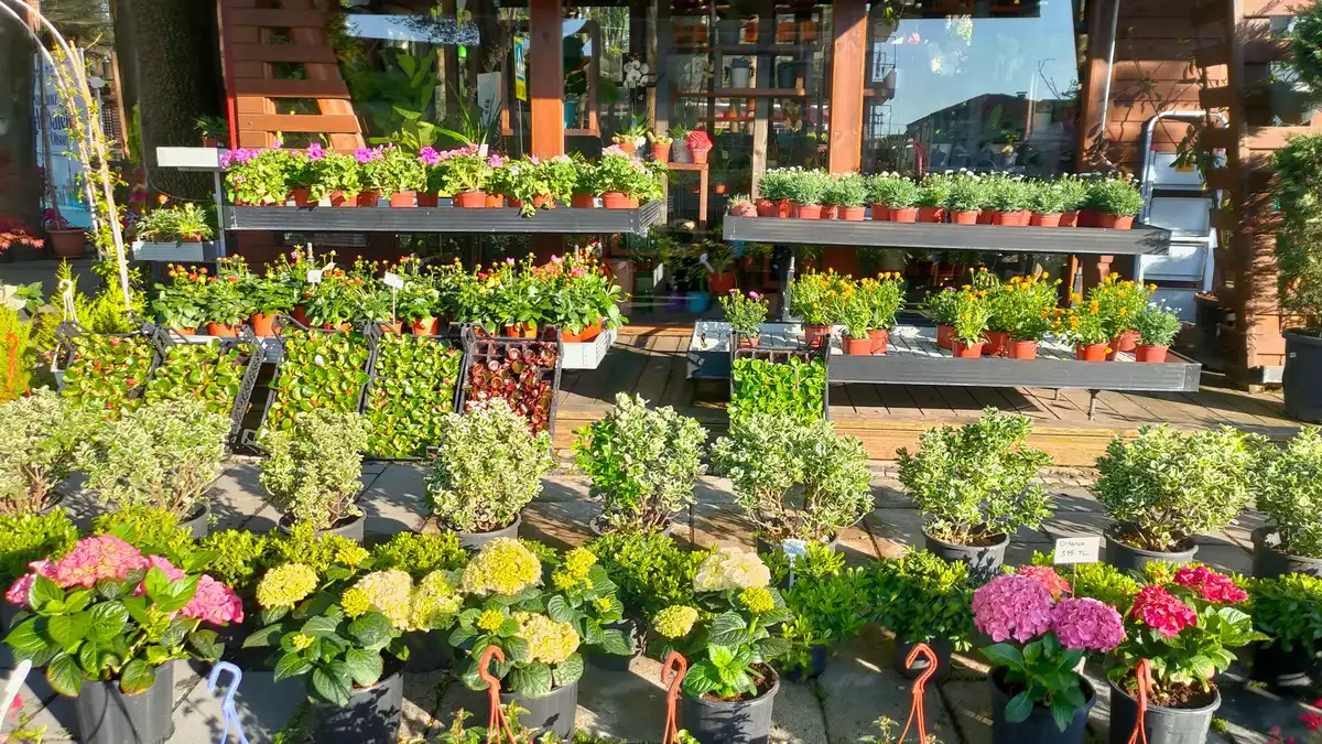 Variété de plantes : arbres, arbustes et vivaces en fleur dans un jardin équilibré