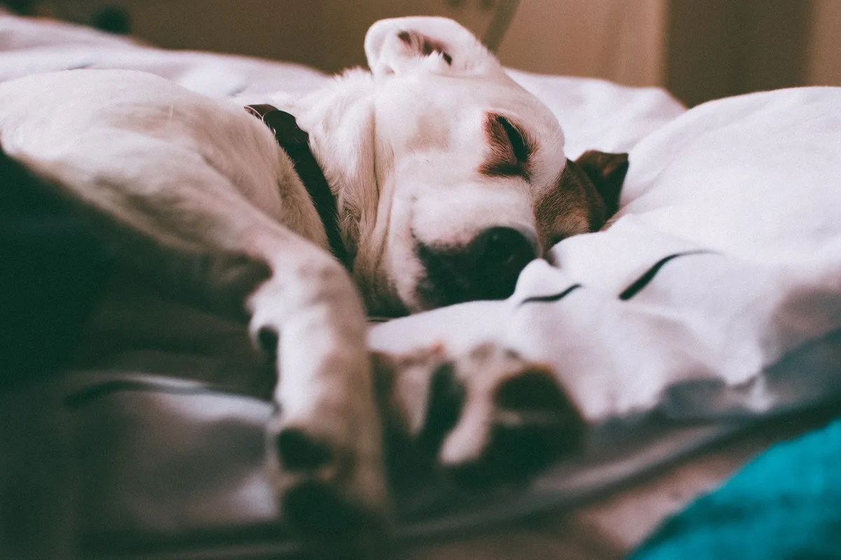 Un chien âgé reposant sur un canapé avec soutien orthopédique.