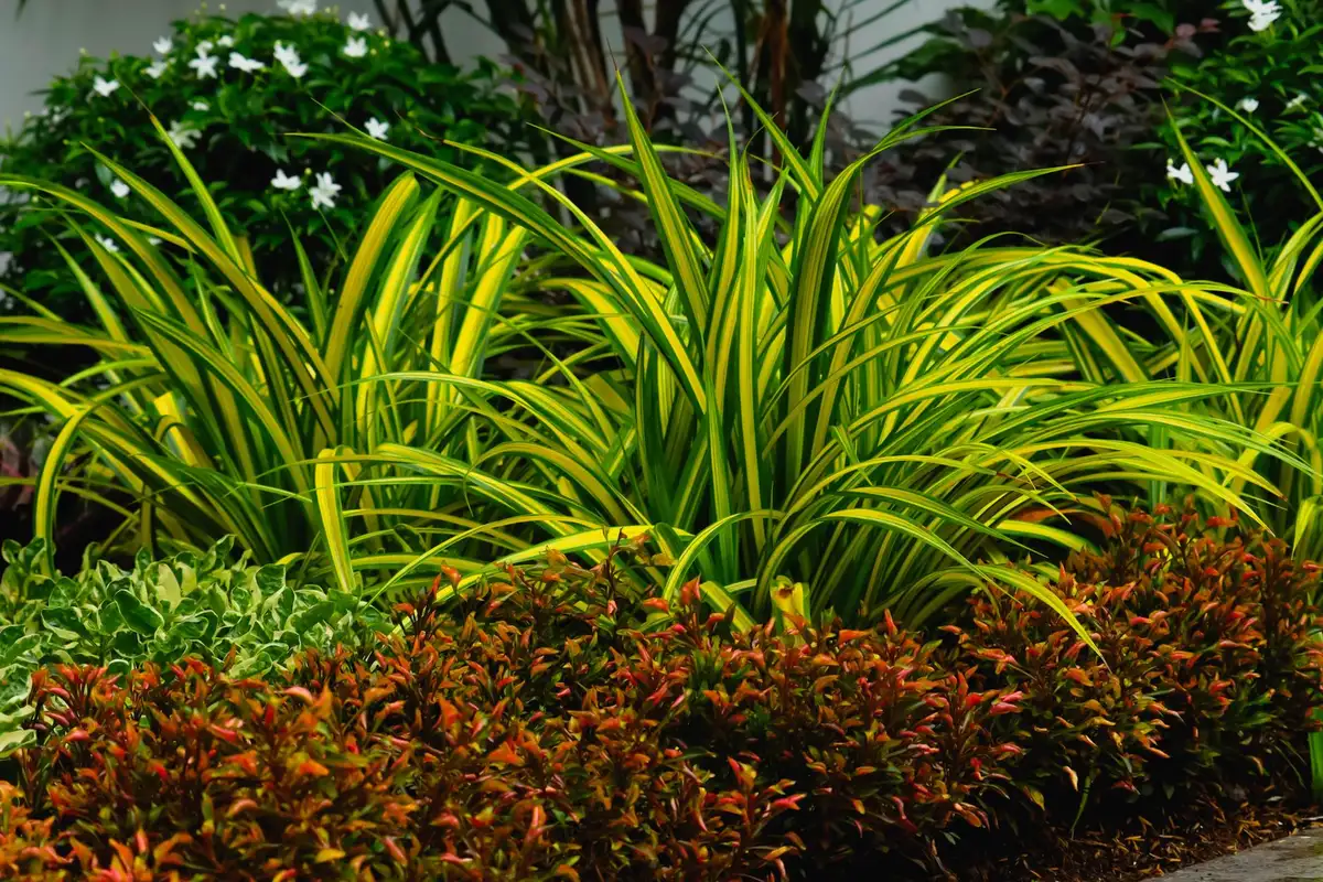Aménagement paysager complet d'un jardin avec plantation de massifs et création d'allées