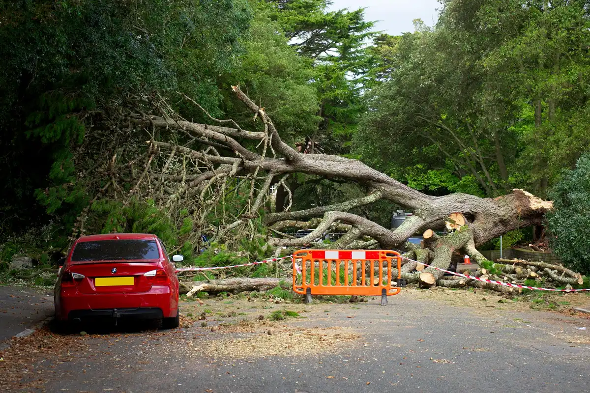 Inspection du périmètre autour d'un arbre avec identification des obstacles : bâtiments, véhicules et lignes électriques
