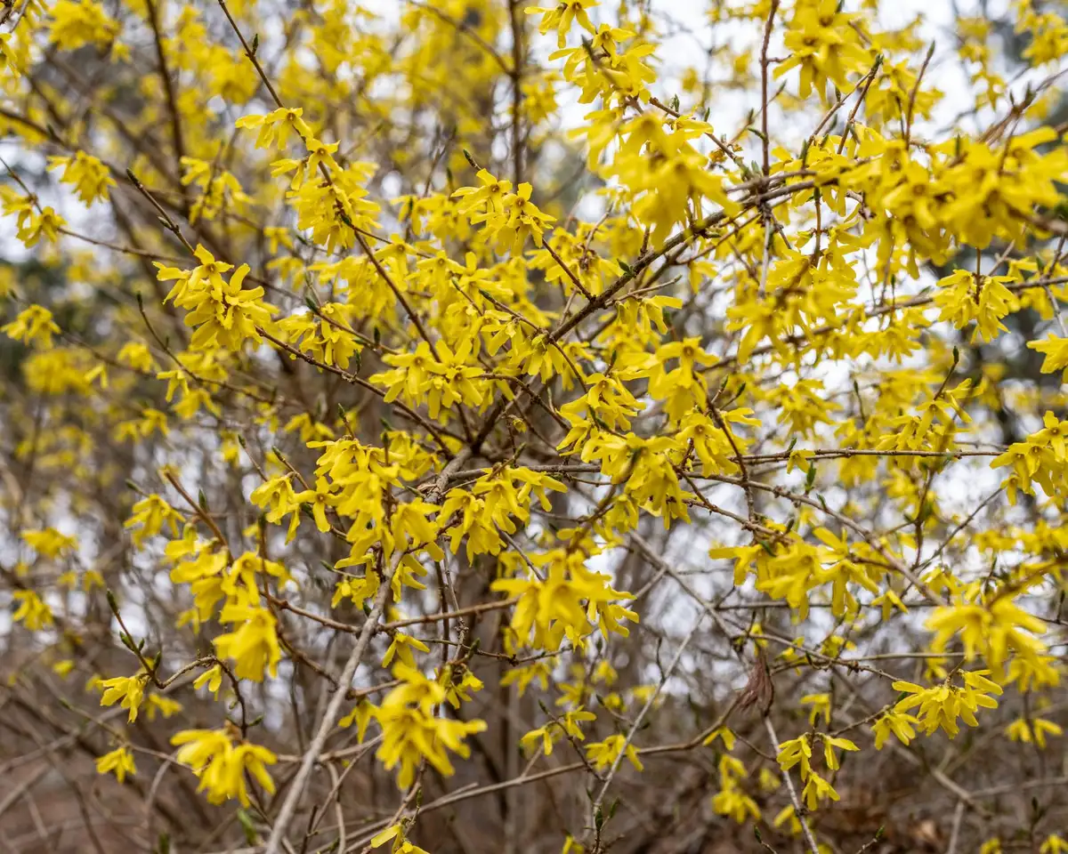 Arbustes fleuris au printemps : forsythia et lilas en floraison