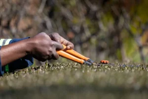 Mains gantées d'un jardinier taillant une haie avec un sécateur professionnel dans un jardin résidentiel ensoleillé