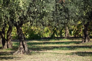 Jardin méditerranéen avec olivier, lavande et allées en gravier sous un ciel ensoleillé