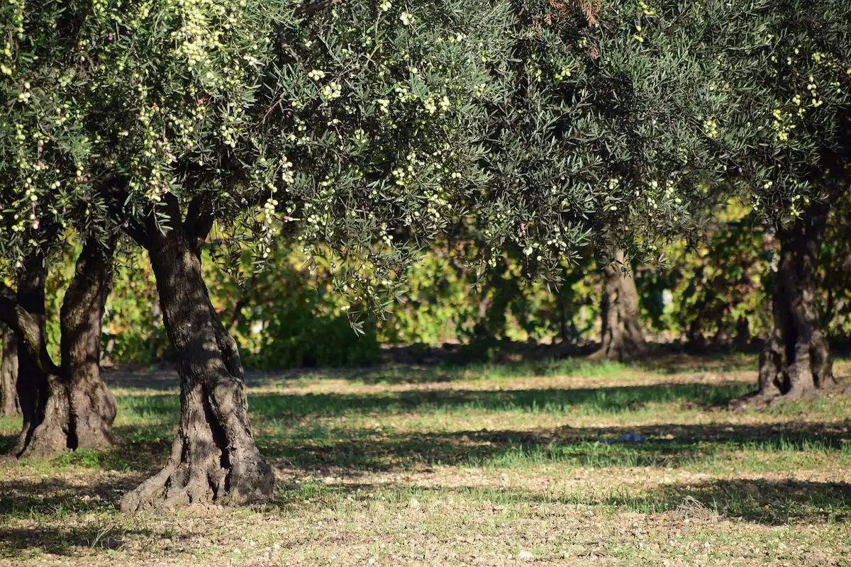 Jardin méditerranéen avec olivier, lavande et allées en gravier sous un ciel ensoleillé