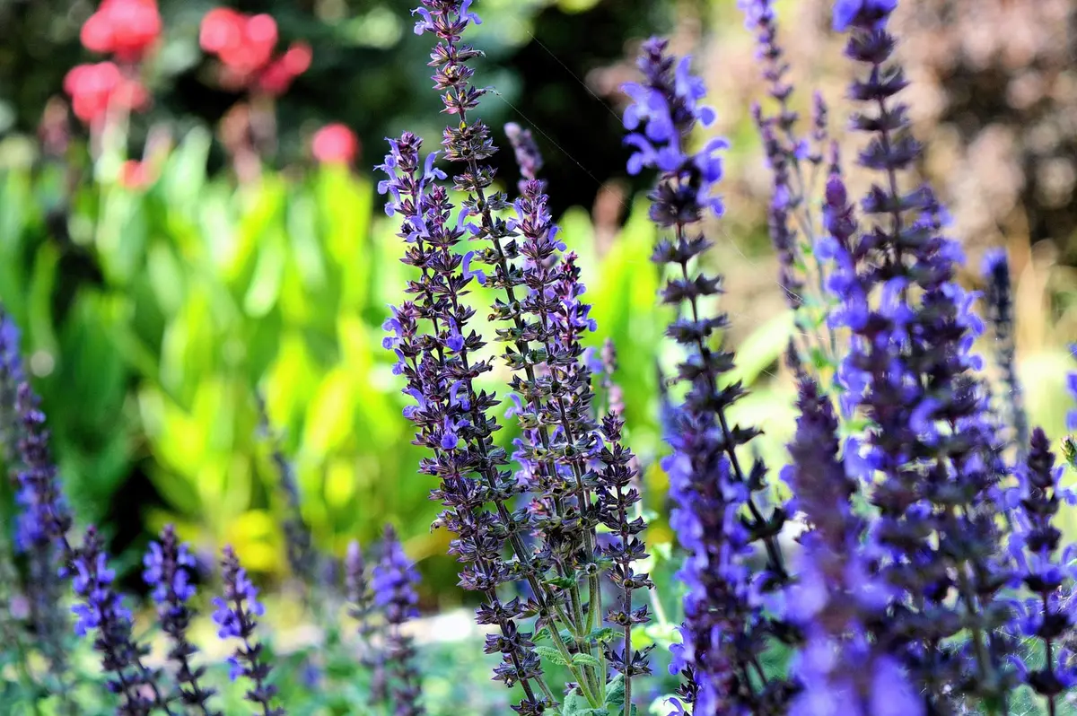 Massif de lavande et plantes de citronnelle en pleine floraison
